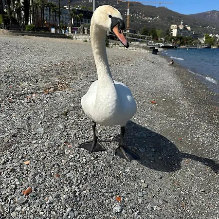 Casa Victoria Apartment Stresa