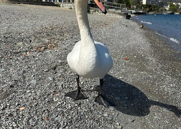 Casa Victoria Lejlighed Stresa